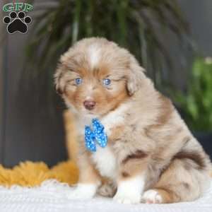 Marlu, Miniature Australian Shepherd Puppy